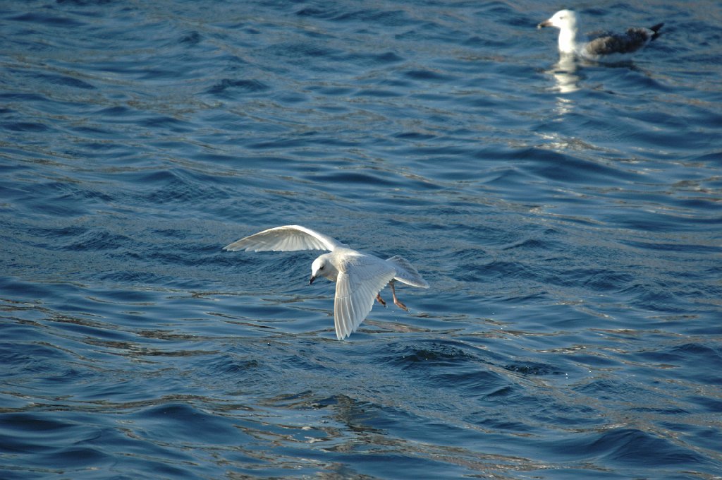 Gull, Iceland, 2009-01227647 Gloucester, MA.JPG - Iceeland Gull. Gloucester, MA, 1-22-2009